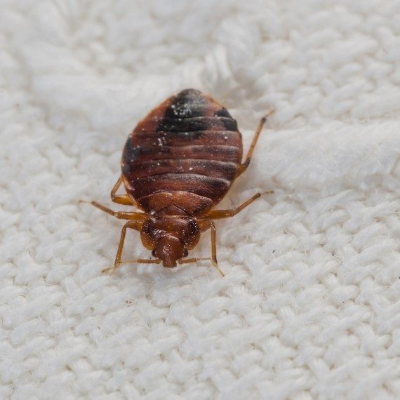 Bed Bugs, Pest Control in Manor Park, E12. Call Now! 020 8166 9746