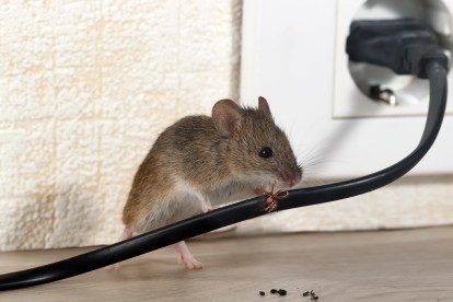 Pest Control in Manor Park, E12. Call Now! 020 8166 9746
