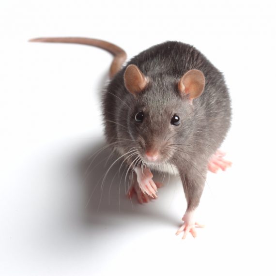 Rats, Pest Control in Manor Park, E12. Call Now! 020 8166 9746